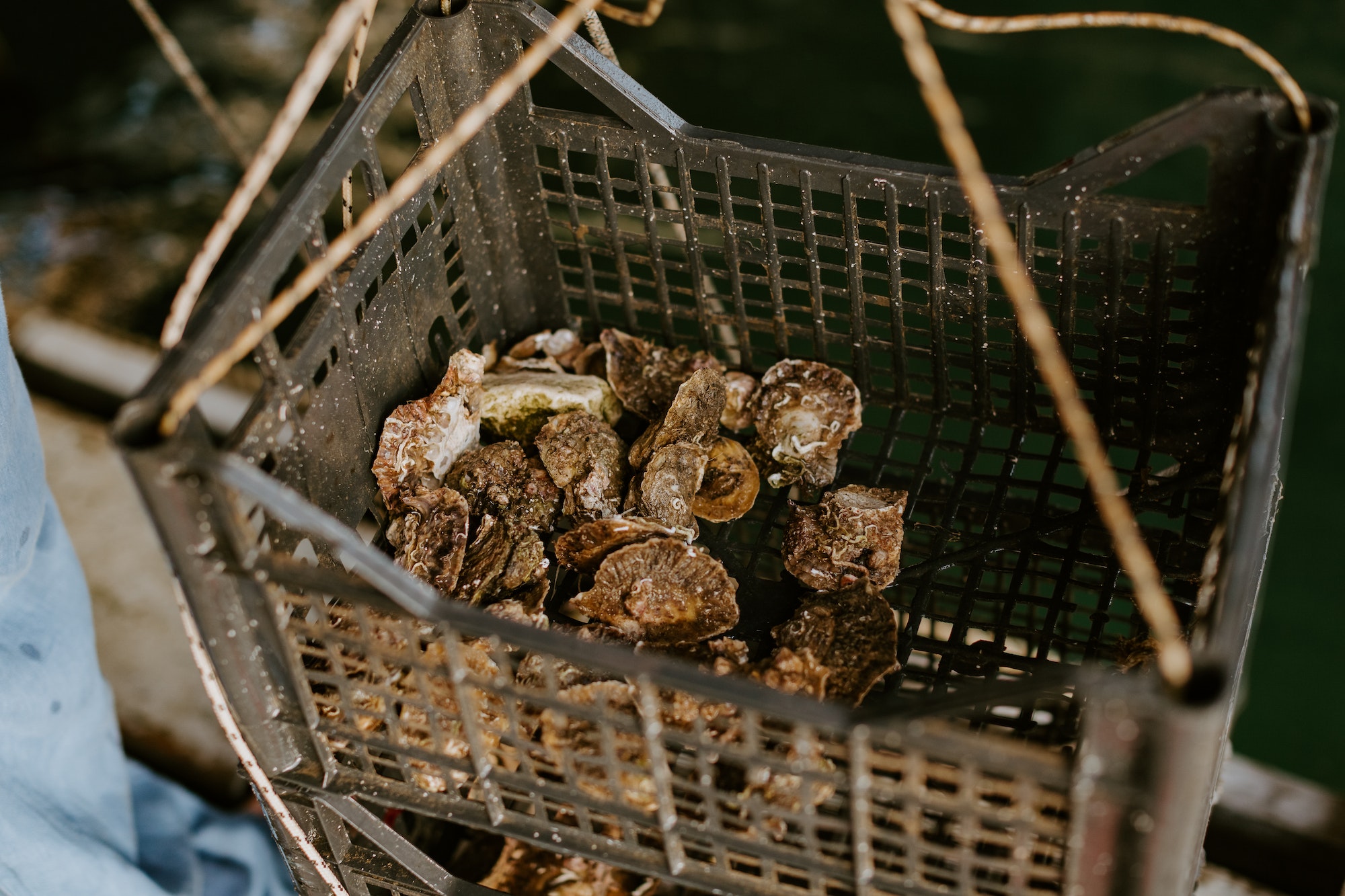Fresh oysters caught in farm box